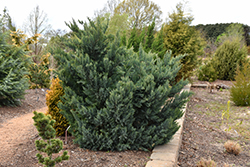 Compact Blue Redcedar (Juniperus virginiana 'Glauca Compacta') at Lakeshore Garden Centres