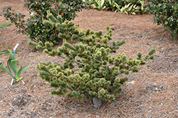 Adcock's Dwarf Japanese White Pine (Pinus parviflora 'Adcock's Dwarf') at Lakeshore Garden Centres