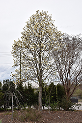 Legend Magnolia (Magnolia 'Legend') at Lakeshore Garden Centres