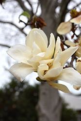 Legend Magnolia (Magnolia 'Legend') at Stonegate Gardens