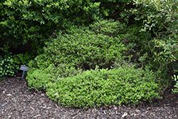 Emerald Knoll Boxwood (Buxus 'RLH-BI') at A Very Successful Garden Center