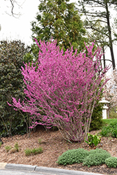 Avondale Redbud (Cercis chinensis 'Avondale') at A Very Successful Garden Center