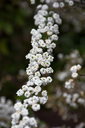 Bridalwreath Spirea (Spiraea prunifolia 'Plena') at Stonegate Gardens