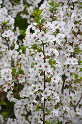 Snow Goose Flowering Cherry (Prunus 'Snow Goose') at A Very Successful Garden Center