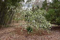 Clarisse Flowering Peach (Prunus persica 'Clarisse') at A Very Successful Garden Center