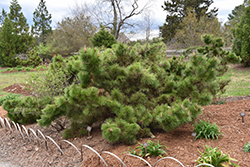 Yatsubusa Japanese Black Pine (Pinus thunbergii 'Yatsubusa') at A Very Successful Garden Center