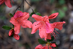 Formosa Azalea (Rhododendron simsii) at A Very Successful Garden Center