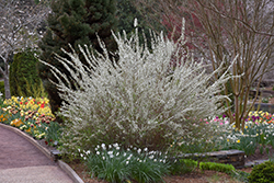 Bridalwreath Spirea (Spiraea prunifolia 'Plena') at A Very Successful Garden Center