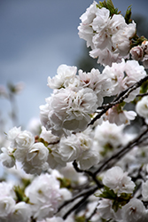 Mt. Fuji Flowering Cherry (Prunus serrulata 'Shirotae') at A Very Successful Garden Center