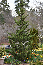 Trautman Juniper (Juniperus chinensis 'Trautman') at A Very Successful Garden Center