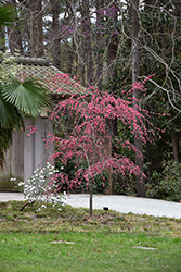 Crimson Cascade Weeping Peach (Prunus persica 'Crimson Cascade') at Stonegate Gardens
