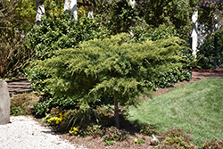Golden Pfitzer Juniper (tree form) (Juniperus x media 'Pfitzeriana Aurea (tree form)') at A Very Successful Garden Center