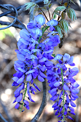Blue Wisteria (Wisteria sinensis 'Blue') at Stonegate Gardens