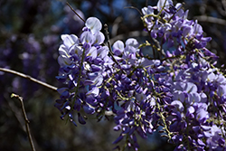 Chinese Wisteria (Wisteria sinensis) at Stonegate Gardens
