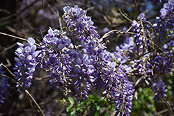 Chinese Wisteria (Wisteria sinensis) at A Very Successful Garden Center