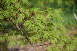 Emerald Lace Japanese Maple (Acer palmatum 'Emerald Lace') at Stonegate Gardens