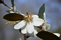 Magnolia (Magnolia laevifolia) at Stonegate Gardens
