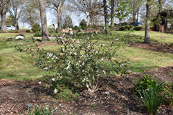 Magnolia (Magnolia laevifolia) at Lakeshore Garden Centres