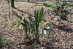 Brazoria Texas Palmetto Palm (Sabal texensis) at A Very Successful Garden Center