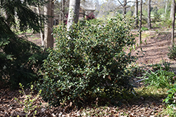 Unryu Camellia (Camellia japonica 'Unryu') at A Very Successful Garden Center