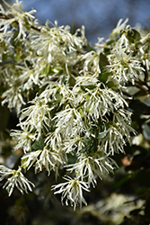 Emerald Snow Fringeflower (Loropetalum 'Shang-white') at A Very Successful Garden Center