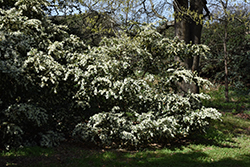 Emerald Snow Fringeflower (Loropetalum 'Shang-white') at Stonegate Gardens