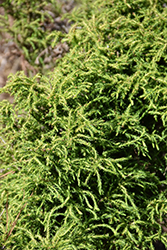 Spiralis Japanese Cedar (Cryptomeria japonica 'Spiralis') at A Very Successful Garden Center