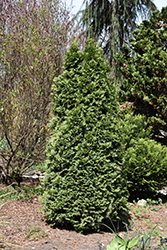 Baby Bear Dwarf Arborvitae (Thuja occidentalis 'Skinners') at A Very Successful Garden Center