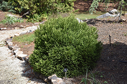Little Jewel Japanese Cedar (Cryptomeria japonica 'Little Jewel') at Lakeshore Garden Centres