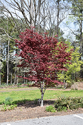 Hefner's Red Select Japanese Maple (Acer palmatum 'Hefner's Red Select') at A Very Successful Garden Center