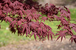 Hefner's Red Select Japanese Maple (Acer palmatum 'Hefner's Red Select') at Lakeshore Garden Centres