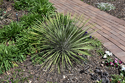 Buckley's Yucca (Yucca constricta) at A Very Successful Garden Center