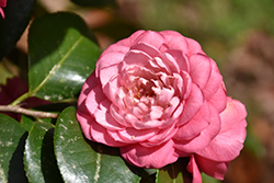 April Rose Camellia (Camellia japonica 'April Rose') at Lakeshore Garden Centres
