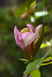 Woodsman Magnolia (Magnolia 'Woodsman') at A Very Successful Garden Center