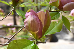 Woodsman Magnolia (Magnolia 'Woodsman') at A Very Successful Garden Center