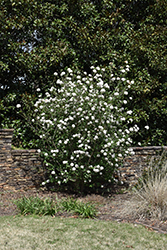 Burkwood Viburnum (Viburnum x burkwoodii) at A Very Successful Garden Center