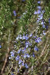 Gold Dust Rosemary (Rosmarinus officinalis 'Gold Dust') at A Very Successful Garden Center