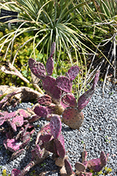Baby Rita Prickly Pear Cactus (Opuntia basilaris 'Baby Rita') at Stonegate Gardens