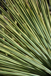 Line Dance Linear Leaf Yucca (Yucca linearifolia 'Line Dance') at Stonegate Gardens