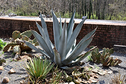 Silver Surfer Agave (Agave protoamericana 'Silver Surfer') at A Very Successful Garden Center