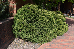 Dwarf Globe Japanese Cedar (Cryptomeria japonica 'Globosa') at A Very Successful Garden Center
