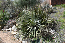 Desert Spoon (Dasylirion wheeleri) at A Very Successful Garden Center