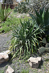 Granted Wish Yucca (Yucca louisianensis 'Granted Wish') at A Very Successful Garden Center