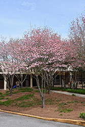 Prairie Pink Flowering Dogwood (Cornus florida 'Prairie Pink') at A Very Successful Garden Center