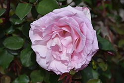 Plum Perfect Sunbelt Rose (Rosa 'KORvodacom') at Stonegate Gardens