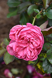 Pretty In Pink Eden Rose (Rosa 'Margaret Mae') at Lakeshore Garden Centres