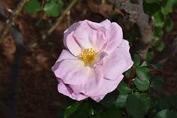Peachy Keen Rose (Rosa 'Radgor') at Stonegate Gardens