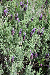 Purple Ribbon Lavender (Lavandula stoechas 'Purple Ribbon') at A Very Successful Garden Center