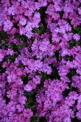 Spring Purple Moss Phlox (Phlox subulata 'Spring Purple') at Stonegate Gardens