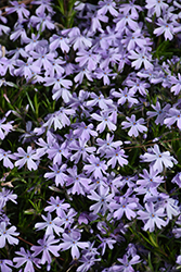 Spring Lavender Moss Phlox (Phlox subulata 'Spring Lavender') at A Very Successful Garden Center